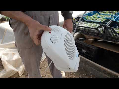 Видео: БЪЛГАРСКАТА ГРАДИНАРСКА ТРАДИЦИЯ част 23