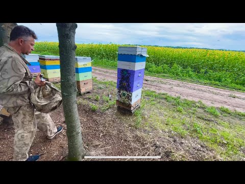 Видео: Купувати вулик❓пасіка🐝принос 🍯збільшився,як живе сім’я бджіл, вторгнення в гніздо