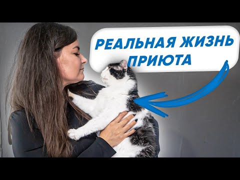 Видео: Какие кошки у нас живут? Жизнь кошачьего приюта "ЛИС".  Помощь бездомным кошкам и котятам