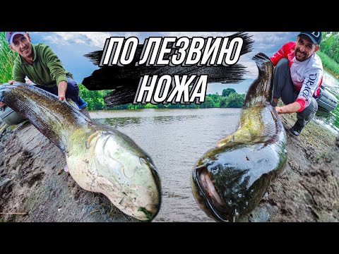 Видео: !!!ШОК!!! Такого Ты не видел точно, РЕКОРД ПОСТАВЛЕН, Сом, Catfish
