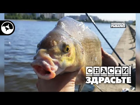 Видео: Сколько червей нужно для больших лещей | Снасти, здрасьте!