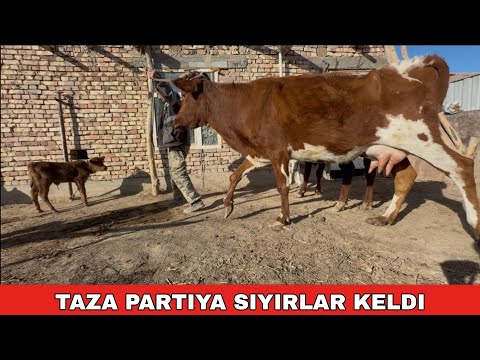 Видео: ТАЗА ПАРТИЯ СЫЙЫРЛАР КЕЛДИ