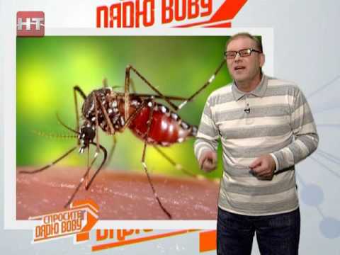 Видео: Спросите дядю Вову. Сколько живут Комары
