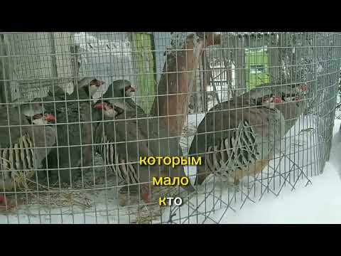 Видео: Бизнес-идея: Разведение куропаток в домашних условиях🐓🐣🐔🦃Разведение горной куропатки