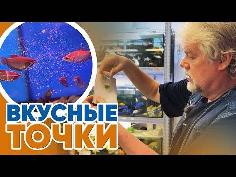 Видео: Аквариумные новости с Владимиром Ковалёвым (25.04.2025). Вкусные точки.