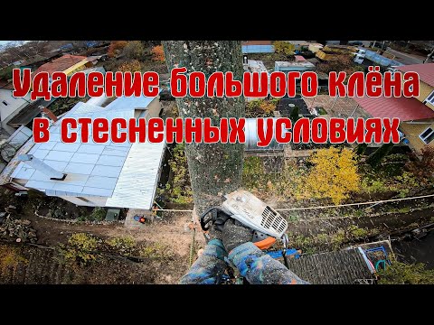 Видео: Аккуратный спил большого двуствольного клёна арбористом в стеснённых условиях