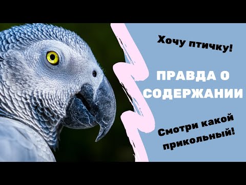 Видео: КОМУ НЕЛЬЗЯ ЗАВОДИТЬ ЖАКО