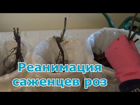 Видео: Реанимация саженцев роз, или что делать, если саженцы проснулись, а высаживать в грунт рано