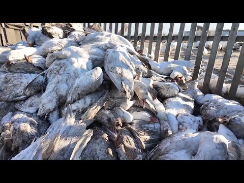 Видео: «Это заражённое мясо пойдет на рынки Казахстана»: очередной массовый падёж домашней птицы в СКО
