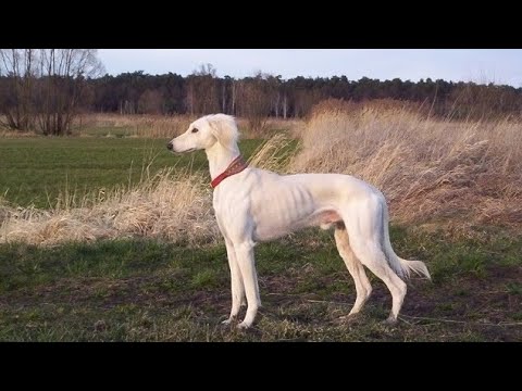 Видео: Племенной смотр борзых Қумай Тазы