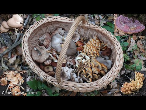 Видео: Опята зимние, осенние и ложные, гриб линчжи, зонтики и рядовка голубиная