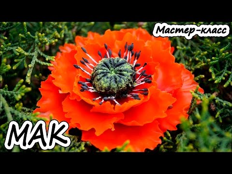 Видео: Объемный мак ❤ Полимерная глина ❤ Мастер-класс ❤ Polymer clay tutorial
