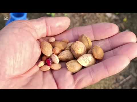 Видео: ДАНАГИДАН КУЧАТ ТАЁРЛАШ .УЙ ШАРОИТИДА.ЯНГИ КУЧАТ ТАЁРЛАШ