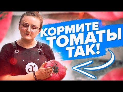 Видео: ПОДКОРМКИ ТОМАТОВ ВЕСНОЙ, ЛЕТОМ, ОСЕНЬЮ. САМАЯ ПОДРОБНАЯ ШПАРГАЛКА