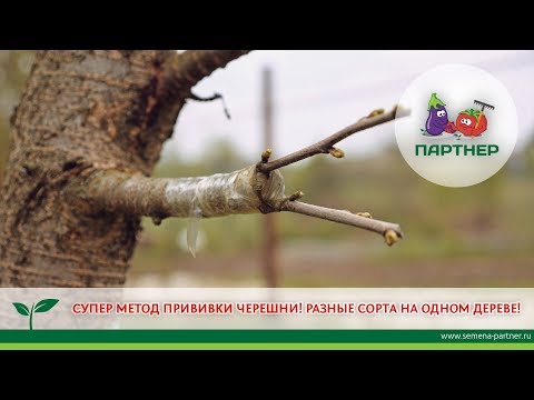 Видео: СУПЕРМЕТОД ПРИВИВКИ ЧЕРЕШНИ! РАЗНЫЕ СОРТА НА ОДНОМ ДЕРЕВЕ!