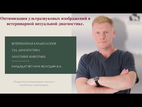 Видео: Оптимизация ультразвуковых изображений в ветеринарной визуальной диагностике.