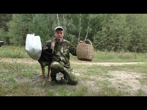 Видео: ЦЕЛУЮ НЕДЕЛЮ НЕ БЫЛ В ЛЕСУ! И вот какие грибы мне удалось найти! ГРИБЫ И ЛЕС!