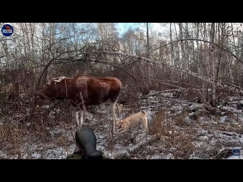 Видео: ОХОТА на ЛОСЕЙ со ЗРИТЕЛЯМИ канала. Лоси в шоке!