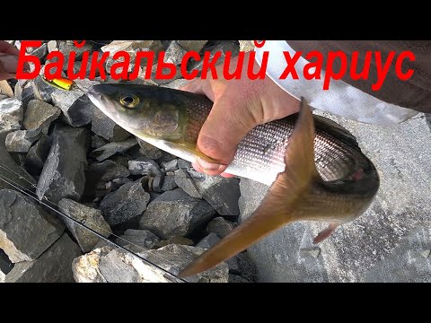 Видео: Отдых и рыбалка на хариуса на Байкале в бухте Орсо.