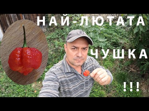 Видео: НАЙ-ЛЮТАТА ЧУШКА HOTTEST PEPPER #carolinareaper #chillipepper #люто #челлендж #hotpepper