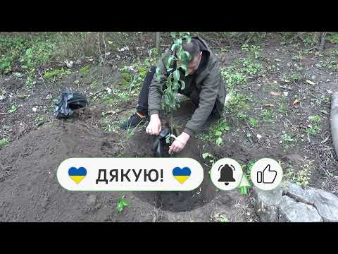 Видео: Коли садити фруктові дерева, особливості, про які потрібно знати...