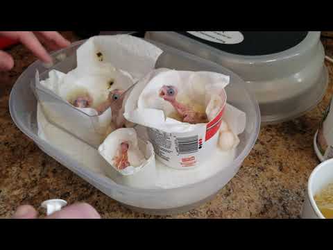 Видео: Кормление детенышей корелл вручную в возрасте от 2 часов до 2 недель.