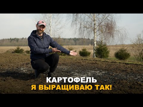 Видео: СЕВООБОРОТ ОЧЕНЬ ВАЖЕН. Что лучше посеять перед картофелем, а что после.