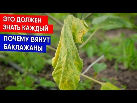 Видео: ПОЧЕМУ ВЯНУТ БАКЛАЖАНЫ