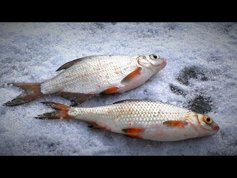 Видео: Рыбалка для души. Зимняя простая рыбалка. Ловля на мормышку окуня и густеру. Жерлицы.