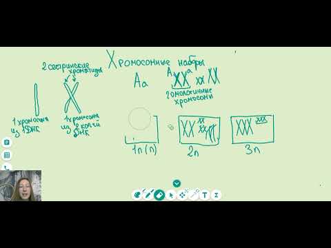 Видео: Как считать хромосомные наборы