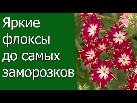 Видео: Яркие Флоксы до самых заморозков