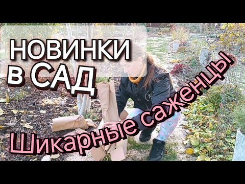 Видео: Новинки в сад! Шикарные саженцы с Долины растений! Все как я люблю 🥰 Распаковка