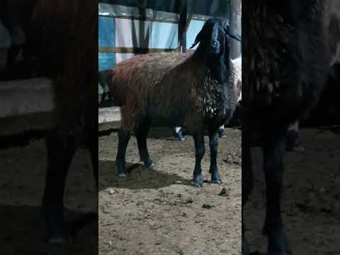 Видео: Ярки 4-7 месяцев, 20 голов