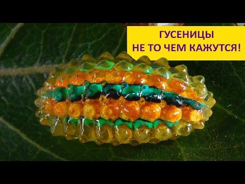 Видео: Гусеницы  не то чем кажутся! Наталья Носова