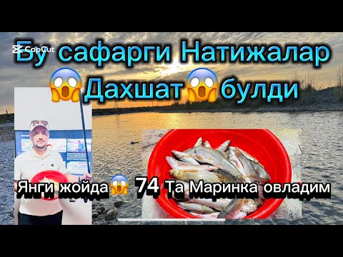 Видео: 😱Daxshat😱yangi tochkada 2 soatda  74 ta Baliq Ushladim 14 июля 2025 г.