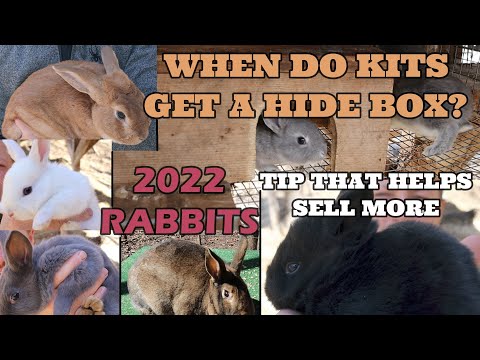 Видео: КОГДА НАБОРЫ ПОЛУЧАТ УГОРОК/2022 КРОЛИКА/ЭТО ПОМОГАЕТ ПРОДАВАТЬ КРОЛИКОВ