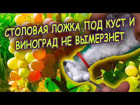 Видео: Подсыпьте осенью одну ложку под куст и виноград не вымерзнет зимой! Виноград выращивание осенью.