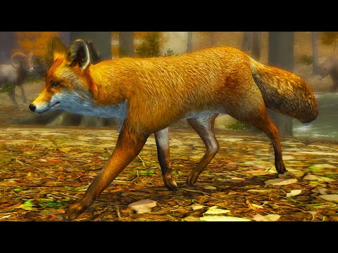 Видео: Симулятор Маленькой Лисы #1 Лисенок Кид против Босса Енота в Ultimate Fox Simulator 2 на пурумчата