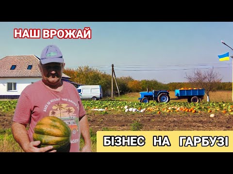 Видео: Вирощування Гарбуза на продаж. Бізнес в селі