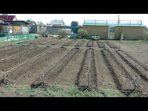 Видео: Картошка по Миттлайдеру, парник "Бабочка", грядки для гороха