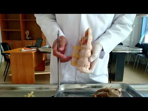 Видео: суставы 2 -  Омыртқалар байланысы