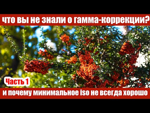 Видео: Гамма-коррекция  и ISO. Часть 1