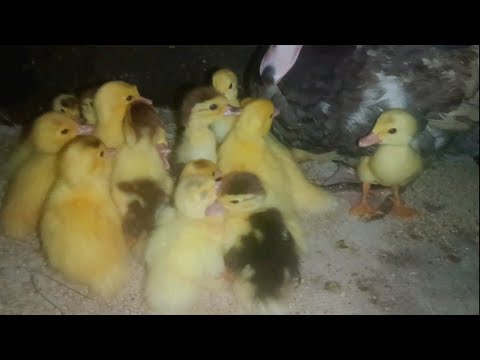 Видео: Чому качки падають на ноги⁉️ Що робити якщо качка впала на ноги 🤔