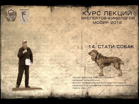 Видео: Лекция 14. Стати собак. (Курсы экспертов-кинологов МООиР 2016)