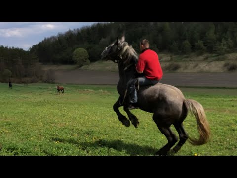 Видео: Коні Ваговози.Любкове Поповнення.Жеребець на паровку!🔥🔥🔥🐴🐴🐴🐎🐎🐎