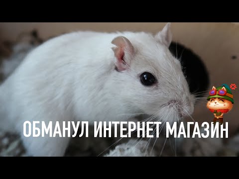 Видео: КАК НАС ОБМАНУЛ ЗООМАГАЗИН | ИНТЕРНЕТ-МАГАЗИН ГАВС ОТЗЫВ | Aoi Inko