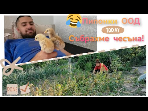 Видео: ДНЕВЕН ВЛОГ | СЪБРАХМЕ ЧЕСЪНА! ☺️
