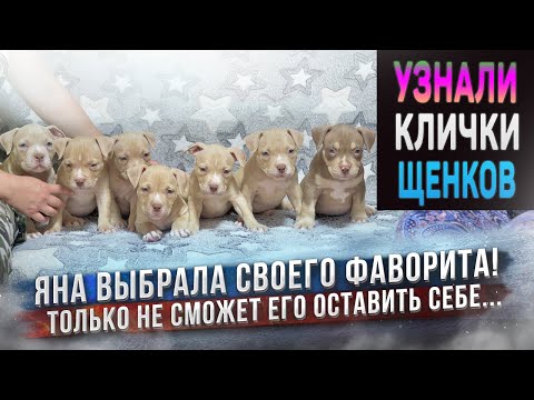 Видео: Яна в восторге от одного из щенков! Не продавать его и оставить себе? Владельцы дали клички щенкам!