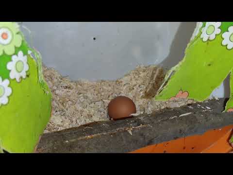 Видео: КАПУСТА КУРАМ 🔥И КАКОВ УРОЖАЙ ЯИЦ СЕГОДНЯ🤔