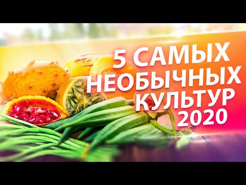 Видео: ЧЕМ УДИВИТЬ В 2020? ТОП-5 ЭКЗОТОВ: МОМОРДИКА, КИВАНО, ПЕПИНО, БАМИЯ, ВИГНА
